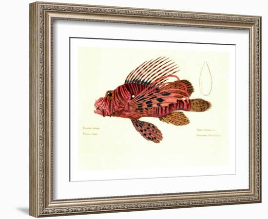 Color Lithographs with Fishes-null-Framed Giclee Print