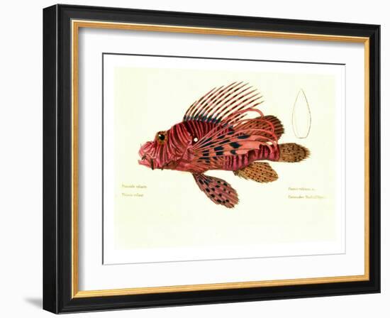 Color Lithographs with Fishes-null-Framed Giclee Print