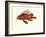 Color Lithographs with Fishes-null-Framed Giclee Print