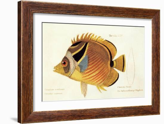 Color Lithographs with Fishes-null-Framed Giclee Print