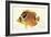 Color Lithographs with Fishes-null-Framed Giclee Print