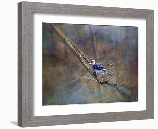 Color My World Blue Jay-Jai Johnson-Framed Giclee Print