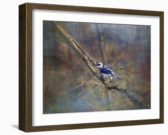 Color My World Blue Jay-Jai Johnson-Framed Giclee Print