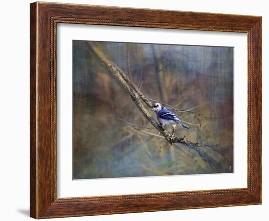 Color My World Blue Jay-Jai Johnson-Framed Giclee Print