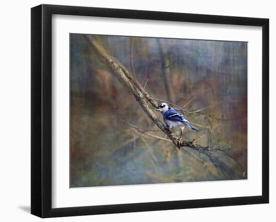 Color My World Blue Jay-Jai Johnson-Framed Giclee Print