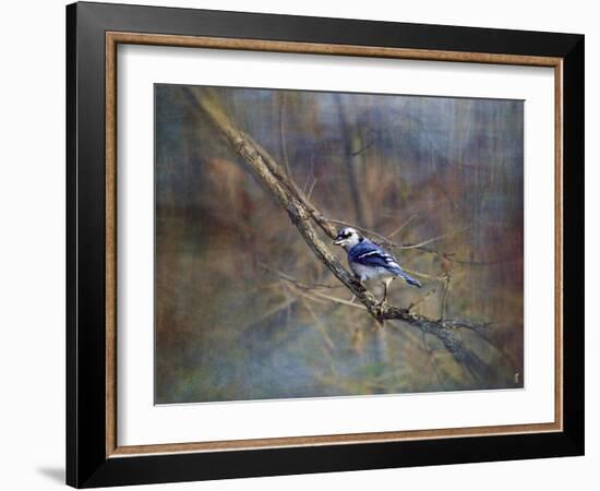 Color My World Blue Jay-Jai Johnson-Framed Giclee Print