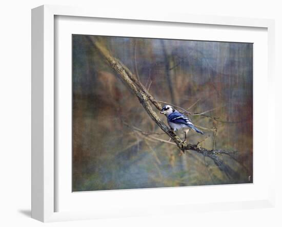 Color My World Blue Jay-Jai Johnson-Framed Giclee Print