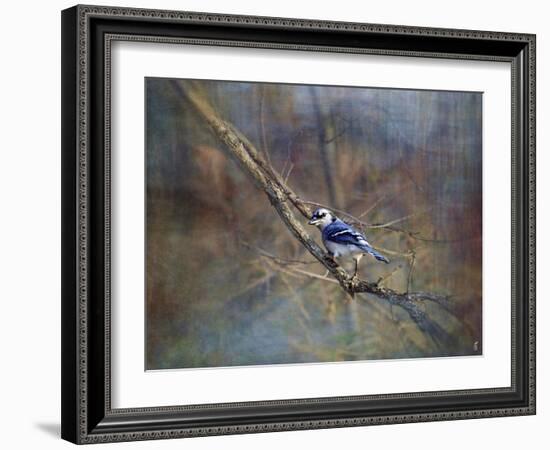 Color My World Blue Jay-Jai Johnson-Framed Giclee Print