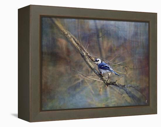 Color My World Blue Jay-Jai Johnson-Framed Premier Image Canvas