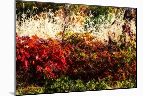 Color of Fall I-Alan Hausenflock-Mounted Photographic Print