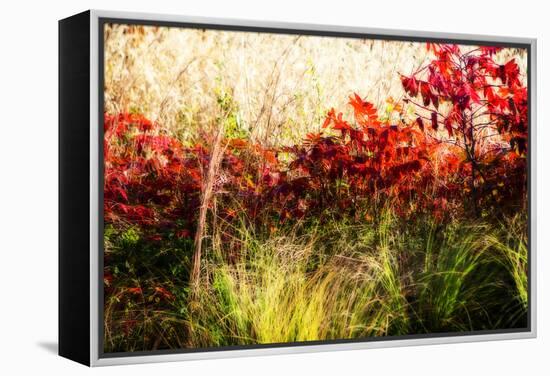 Color of Fall II-Alan Hausenflock-Framed Premier Image Canvas