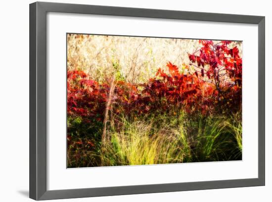 Color of Fall II-Alan Hausenflock-Framed Photographic Print