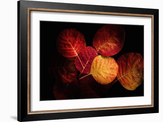 Color Play-Philippe Sainte-Laudy-Framed Photographic Print