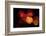 Color Play-Philippe Sainte-Laudy-Framed Photographic Print