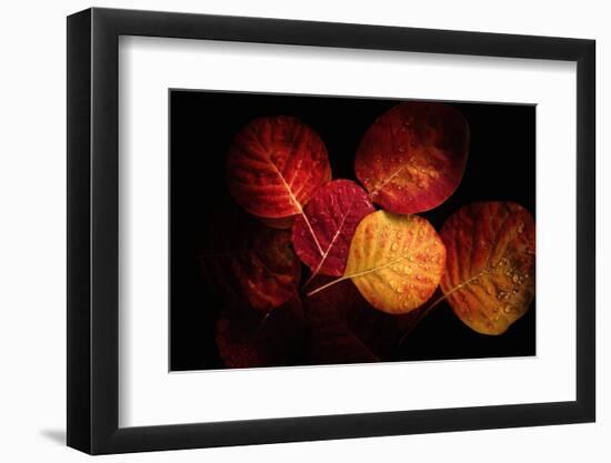 Color Play-Philippe Sainte-Laudy-Framed Photographic Print