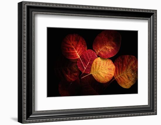 Color Play-Philippe Sainte-Laudy-Framed Photographic Print