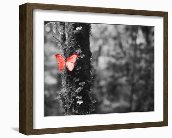 Color Pop, Close-up of a Blue Morpho butterfly (Morpho menelaus) on a tree-null-Framed Photographic Print