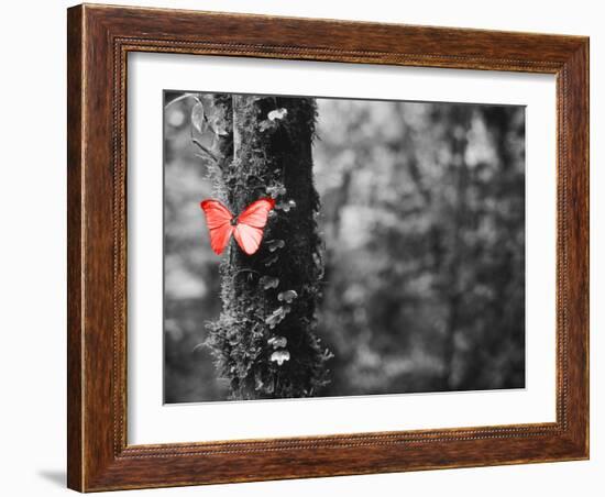 Color Pop, Close-up of a Blue Morpho butterfly (Morpho menelaus) on a tree-null-Framed Photographic Print