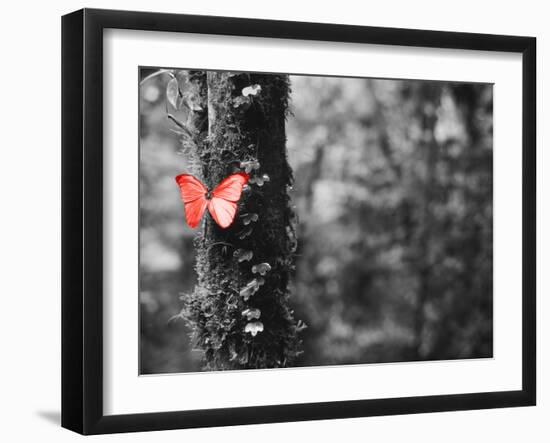 Color Pop, Close-up of a Blue Morpho butterfly (Morpho menelaus) on a tree-null-Framed Photographic Print