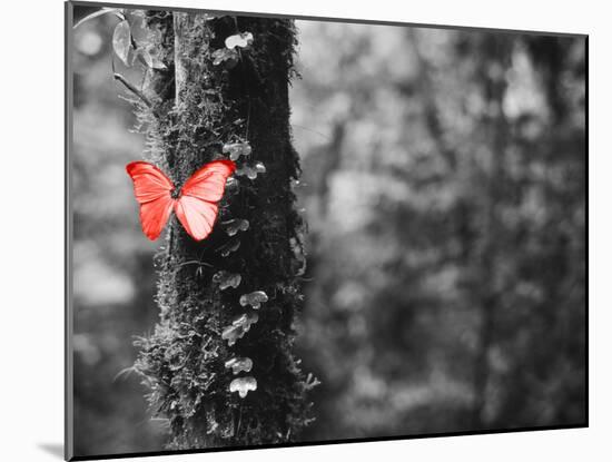 Color Pop, Close-up of a Blue Morpho butterfly (Morpho menelaus) on a tree-null-Mounted Photographic Print