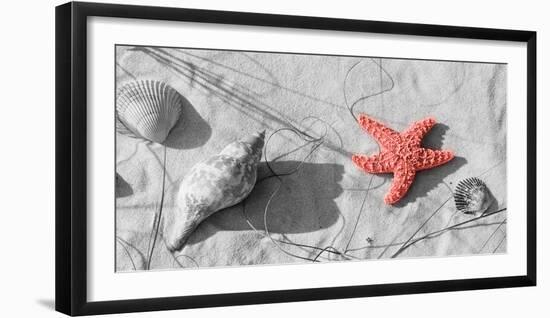 Color Pop, Close-up of a starfish and seashells on the beach, Dauphin Island, Alabama, USA-null-Framed Photographic Print