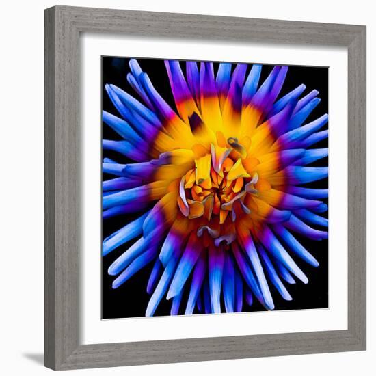 Color Pop Deep-Heidi Bannon-Framed Photo