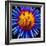 Color Pop Deep-Heidi Bannon-Framed Photo