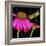 Color Pop I-Tina Lavoie-Framed Giclee Print