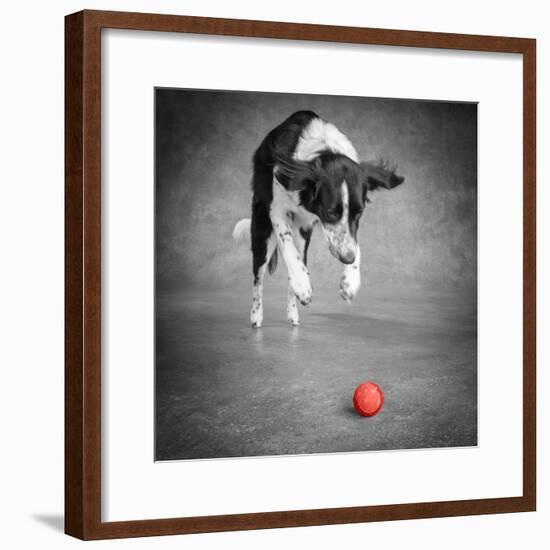 Color Pop, Portrait of a Border Collie Mix Dog, Living Coral-null-Framed Photographic Print