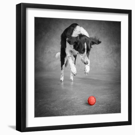 Color Pop, Portrait of a Border Collie Mix Dog, Living Coral-null-Framed Photographic Print