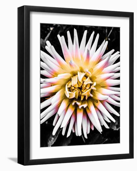 Color Pop Yellow-Heidi Bannon-Framed Photo