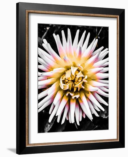 Color Pop Yellow-Heidi Bannon-Framed Photo