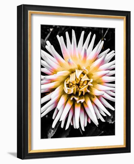 Color Pop Yellow-Heidi Bannon-Framed Photo