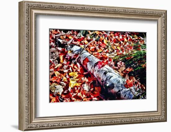 Color Splash Of Nature-George Oze-Framed Photographic Print