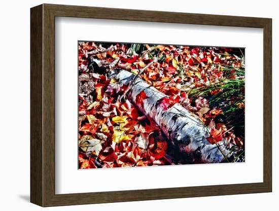 Color Splash Of Nature-George Oze-Framed Photographic Print