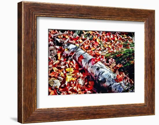 Color Splash Of Nature-George Oze-Framed Photographic Print