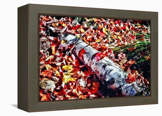 Color Splash Of Nature-George Oze-Framed Premier Image Canvas