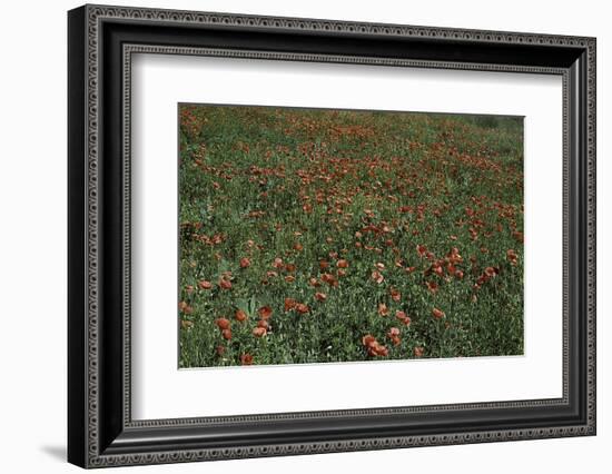 Color Vision of the Bee (As Seen by the Human Eye)-Paul Starosta-Framed Photographic Print