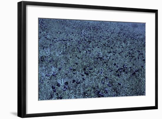 Color Vision of the Bee-Paul Starosta-Framed Photographic Print