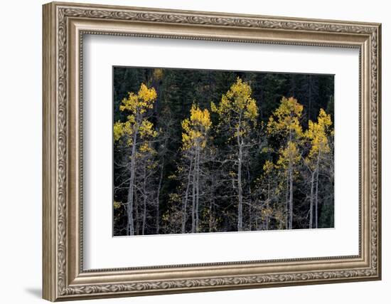 Colorado. a Stand of Autumn Yellow Aspen in the Uncompahgre National Forest-Judith Zimmerman-Framed Photographic Print