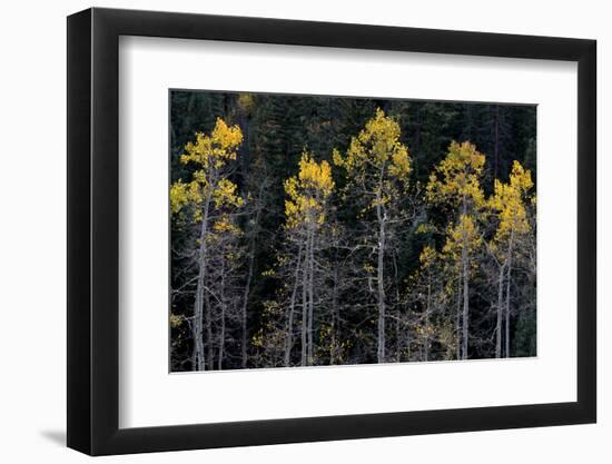 Colorado. a Stand of Autumn Yellow Aspen in the Uncompahgre National Forest-Judith Zimmerman-Framed Photographic Print