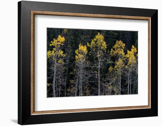 Colorado. a Stand of Autumn Yellow Aspen in the Uncompahgre National Forest-Judith Zimmerman-Framed Photographic Print