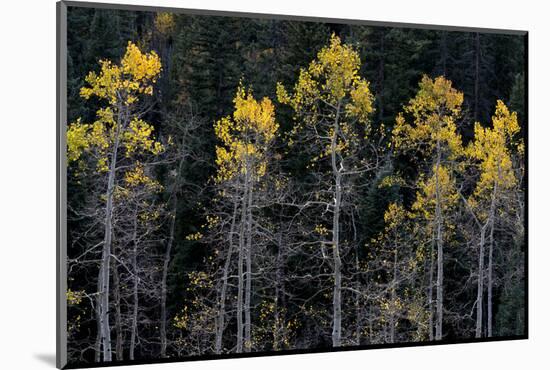 Colorado. a Stand of Autumn Yellow Aspen in the Uncompahgre National Forest-Judith Zimmerman-Mounted Photographic Print