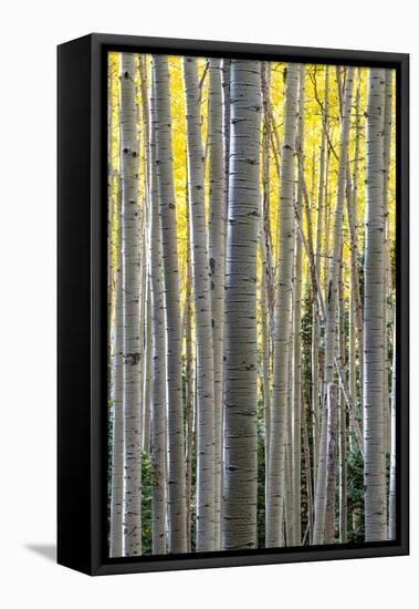 Colorado. a Stand of Autumn Yellow Aspen in the Uncompahgre National Forest-Judith Zimmerman-Framed Premier Image Canvas