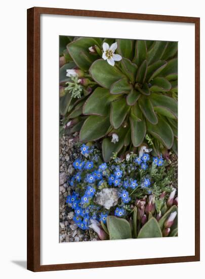 Colorado, American Basin, Alpine Spring Beauty and Alpine Forget-Me -Not-Judith Zimmerman-Framed Photographic Print