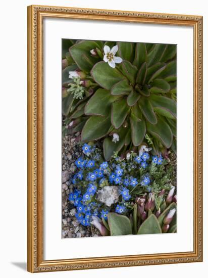 Colorado, American Basin, Alpine Spring Beauty and Alpine Forget-Me -Not-Judith Zimmerman-Framed Photographic Print