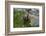 Colorado, American Basin, Yellow-Bellied Marmot Among Grasses and Wildflowers in Sub-Alpine Regions-Judith Zimmerman-Framed Photographic Print