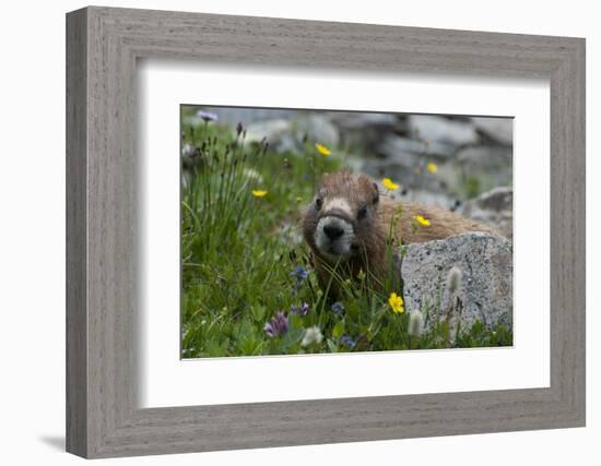 Colorado, American Basin, Yellow-Bellied Marmot Among Grasses and Wildflowers in Sub-Alpine Regions-Judith Zimmerman-Framed Photographic Print