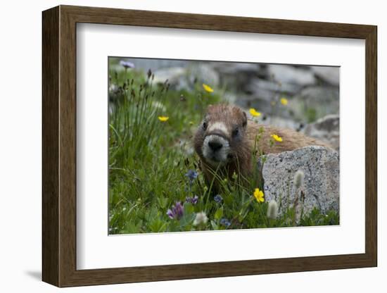 Colorado, American Basin, Yellow-Bellied Marmot Among Grasses and Wildflowers in Sub-Alpine Regions-Judith Zimmerman-Framed Photographic Print