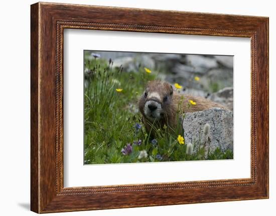 Colorado, American Basin, Yellow-Bellied Marmot Among Grasses and Wildflowers in Sub-Alpine Regions-Judith Zimmerman-Framed Photographic Print